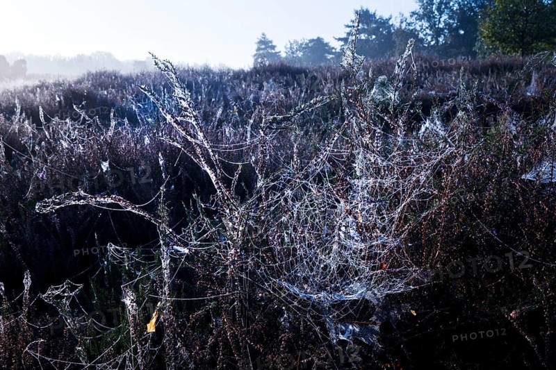 Spider's web in the morning glow in the Westruper Heide in autumn, Haltern am See, Ruhr area, North Rhine-Westphalia, Germany, Europe