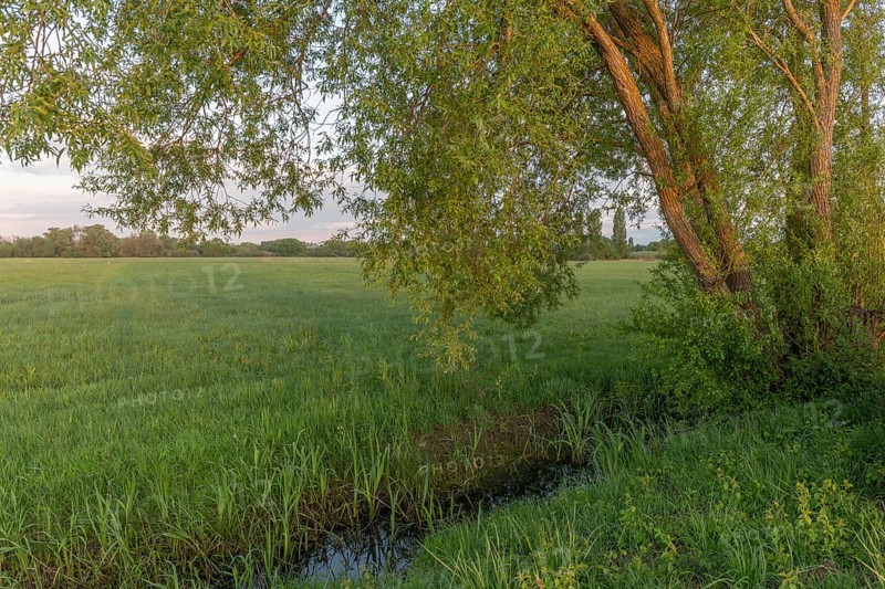 Irrigation ditch in a natural meadow in spring.Bas Rhin, Alsace, France, Europe