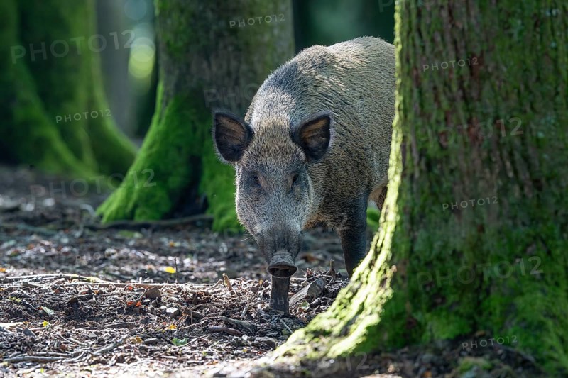 Wild boar (Sus scrofa), boar, Vulkaneifel, Rhineland-Palatinate, Germany, Europe