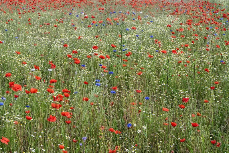 Poppy flower (Papaver Rhoeas), cornflower (Centaurea cyanea) and Scentless mayweed (Tripleurospermum inodorum), Mecklenburg-Vorpommern, Germany, Europe