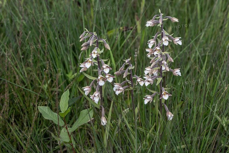 Marsh helleborine (Epipactis palustris), Emsland, Lower Saxony, Germany, Europe