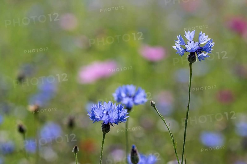 Flower meadow with cornflowers (Centaurea cyanea) and cosmos (Cosmos), Emsland, Lower Saxony, Germany, Europe