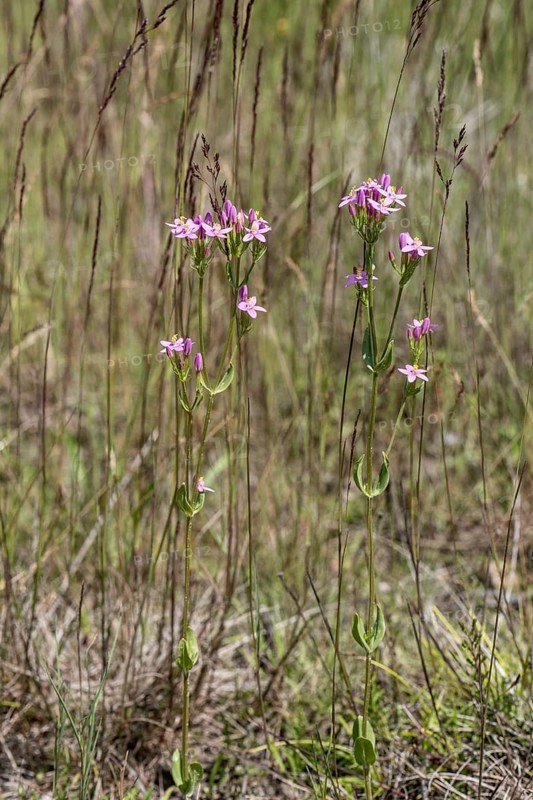 Centaury (Centaureum erythraea), Emsland, Lower Saxony, Germany, Europe