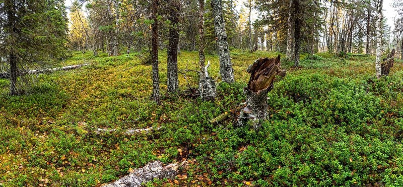 Close-up, autumn forest floor, tundra, Lapland, Finland, Europe