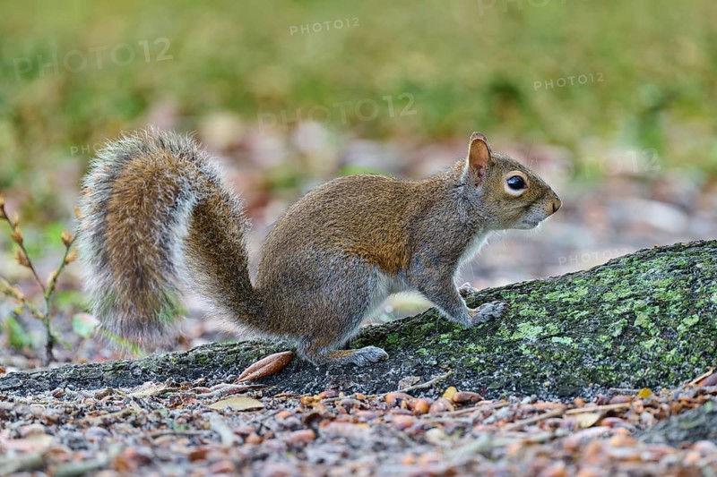 American grey squirrel (Sciurus carolinensis), sitting in a natural environment, Pembroke Pines, Florida, USA, North America