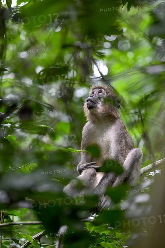 Olive mangabey (Cercocebus agilis) near the Baï-Hokou, Dzanga-Ndoki National Park, Unesco World Heritage Site, Dzanga-Sangha Complex of Protected Areas (DSPAC), Sangha-Mbaéré Prefecture, Central African Republic, Africa