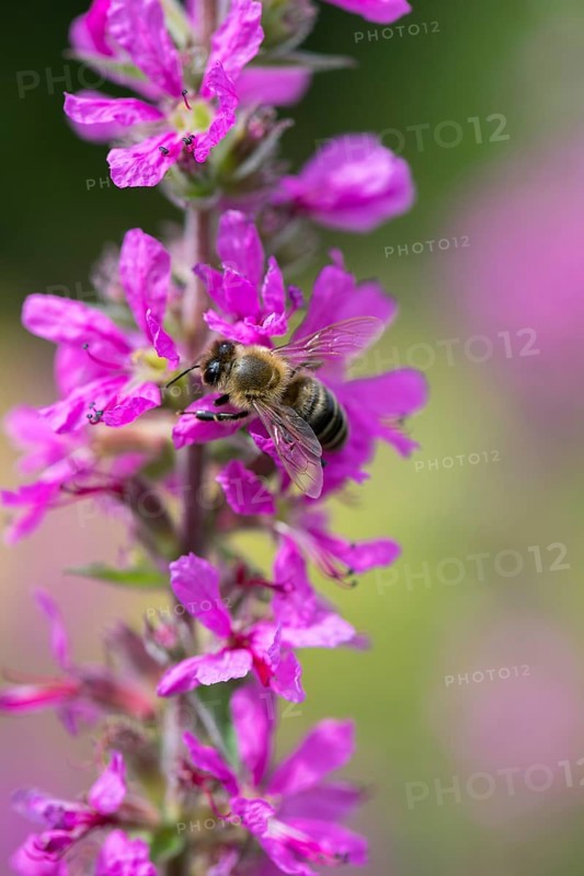 A honey bee (Apis mellifera) sits on a pink flower, purple loosestrife (Lythrum salicaria) and pollinates it, blurred green and pink colours can be seen in the background, Baden-Württemberg, Germany, Europe