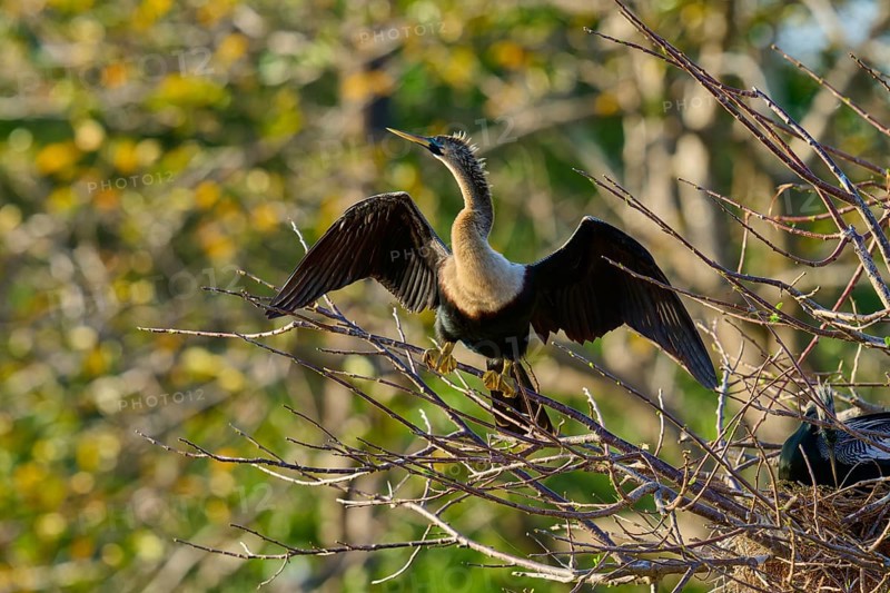 Snakebird (Anhinga anhinga), on branch, spring, Wakodahatchee Wetlands, Delray Beach, Florida, USA, North America