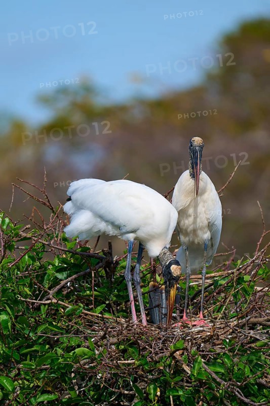 Two Wood Stork (Mycteria americana), standing in a nest made of twigs and branches with green leaves against a blue sky background, Wakodahatchee Wetlands, Delray Beach, Florida, USA, North America