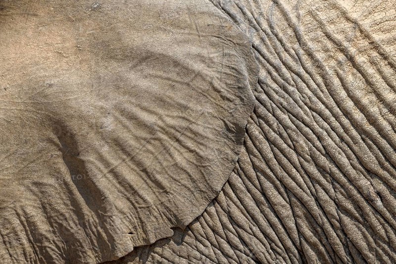 Ear and skin of a desert elephant (Loxodonta africana), detail, Huab dry river, Damaraland, Kunene region, Namibia, Africa