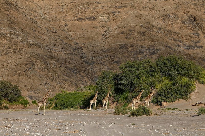 Angola giraffes (Giraffa camelopardalis angolensis) in the Hoanib dry river, Kaokoveld, Kunene region, Namibia, Africa