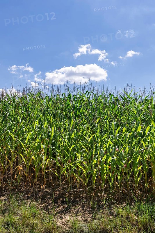 Symbolic image, renewable energies, maize plants, field, biogas plant, feed maize, immature, clouds, Baden-Württemberg, Germany, Europe