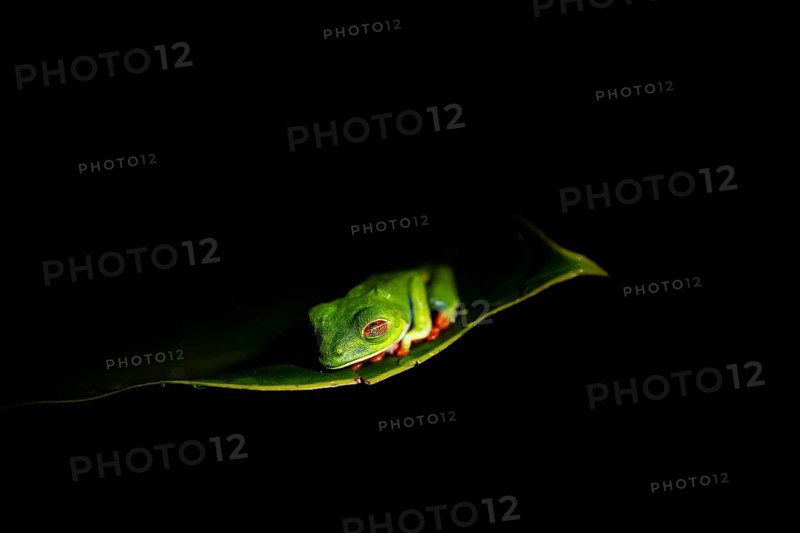 Red-eyed tree frog (Agalychnis callidryas) on a leaf, macro photograph, black background, Tortuguero National Park, Costa Rica, Central America