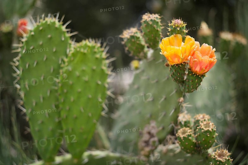 Indian prickly pear (Opuntia ficus-indica syn. Opuntia tunas) 0Ponta da Piedade, Lagos, Algarve, Portugal, Europe