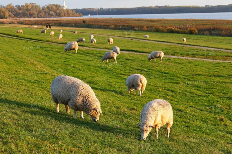 Domestic sheep (Ovis gmelini aries), flock of sheep grazing on the dike at the river Elbe in the evening light, Wedeler Elbmarsch, Wedel, Schleswig-Holstein, Germany, Europe