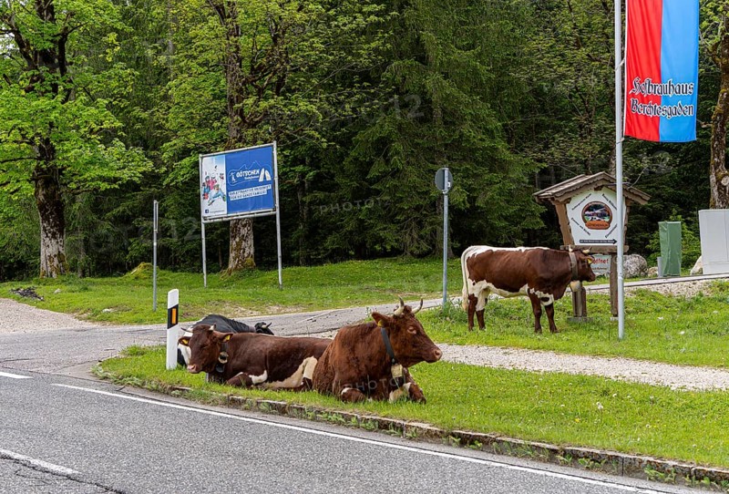 Dairy cows at the roadside, Götschenalm, Bavaria, Germany, Europe