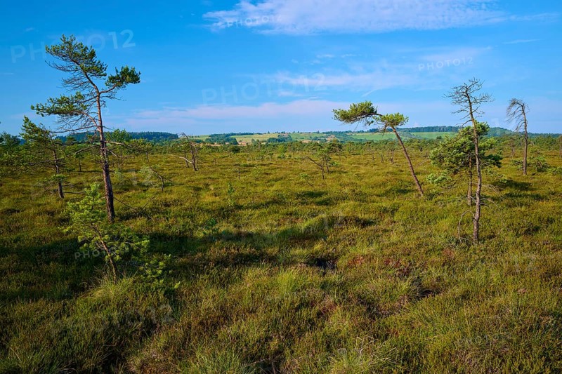 Small moor pine trees stand in moor landscape under blue sky with few clouds, Schwarzes Moor, Fladungen, Rhön, Bavaria, Germany, Europe