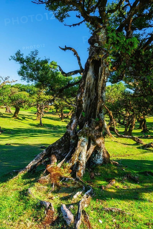 Centuries-old til trees in fantastic magical idyllic Fanal Laurisilva forest on sunset. Madeira island, Portugal, Europe