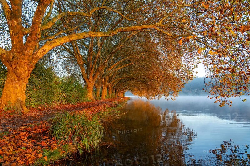 Autumn colours on the Platanen Allee, Hardenberg Ufer, lakeside path on Lake Baldeney, near Haus Scheppen, in Essen, North Rhine-Westphalia, Germany, Europe