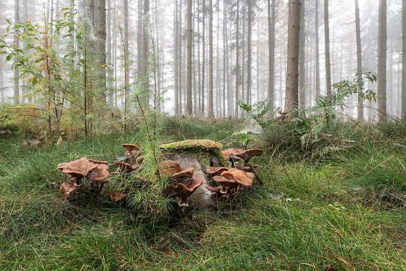 Armillaria polymyces (Armillaria ostoyae) in a foggy forest, Emsland, Lower Saxony, Germany, Europe