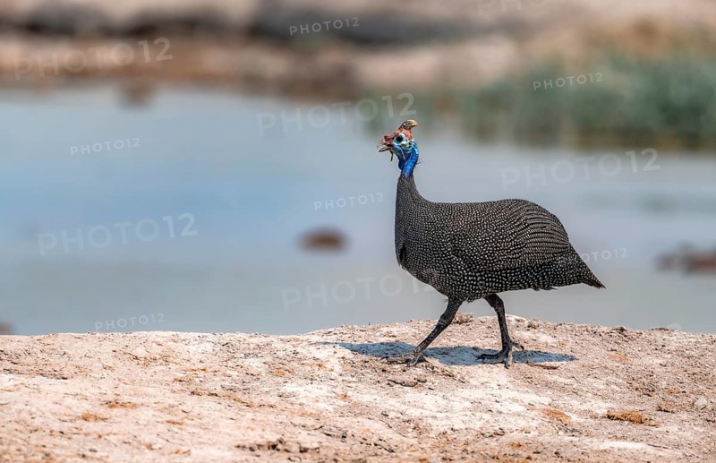 Helmeted guinea fowl (Numida meleagris), guinea fowl at the waterhole, Nxai Pan National Park, Botswana Botswana