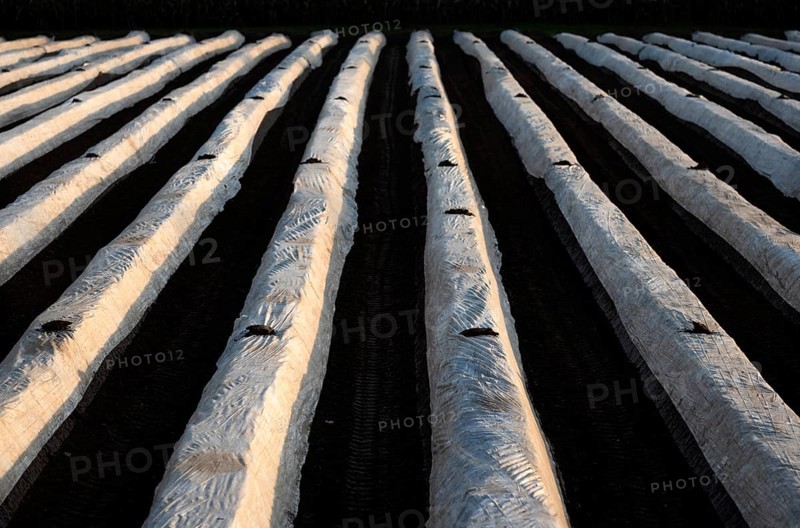 White foil prevents purple and green asparagus heads, controls start of harvest, asparagus field, evening light, Schmidener Feld, Schmiden near Fellbach, Waiblingen, Baden-Württemberg, Germany, Europe
