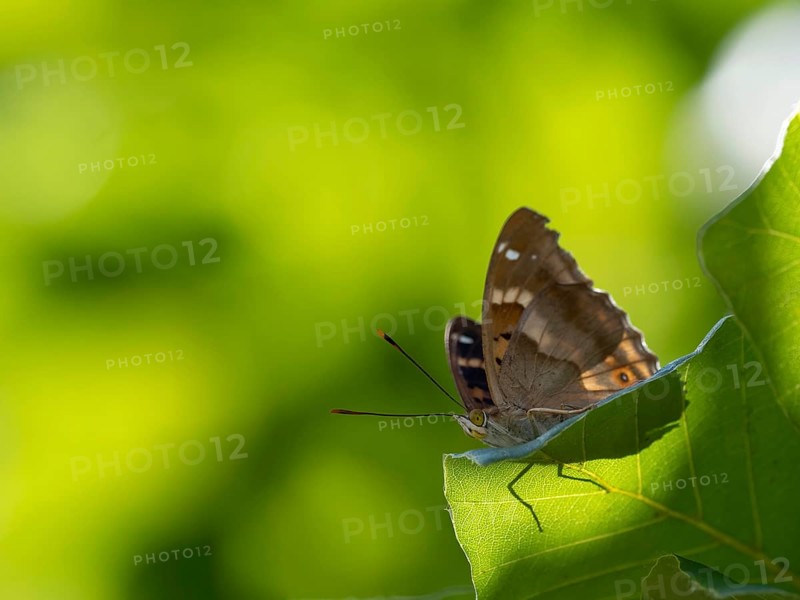 Lesser purple emperor (Apatura ilia), sitting on a leaf, Germany, Europe