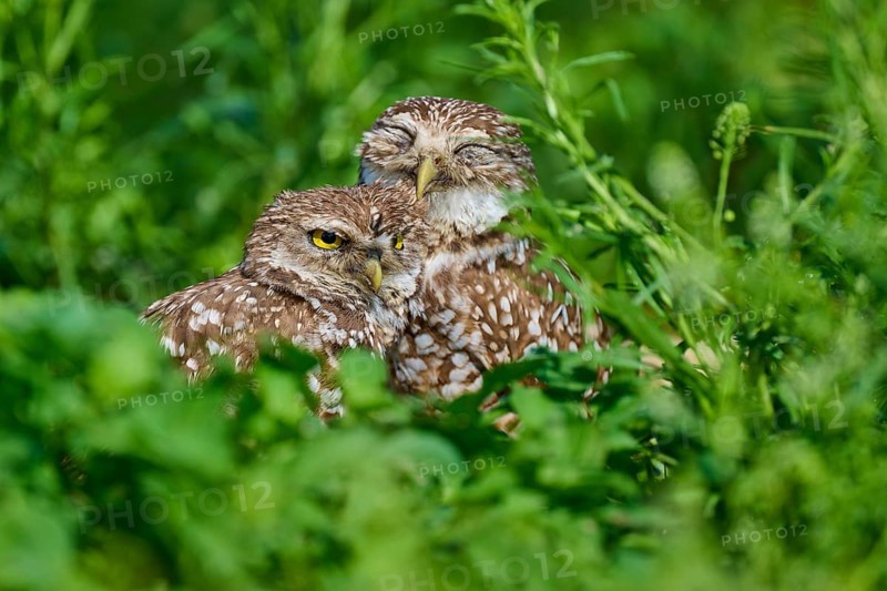Two burrowing owls (Speotyto cunicularia) sitting together in the meadow and cuddling, Pembroke Pines, Florida, USA, North America