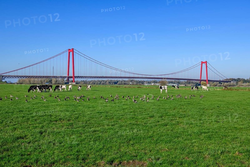 View over Rhine meadows on the left bank of the Rhine to earth-anchored suspension bridge nicknamed Golden Gate of the Lower Rhine with red steel pillars, with a total length of 1228 metres the longest suspension bridge in Germany, in the foreground many specimens of Siberian Eastern Greylag Goose (Anser anser rubrirostris) in a meadow behind some Holstein cows, Emmerich, North Rhine-Westphalia, Germany, Europe