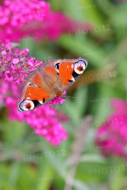 Peacock butterfly (Inachis io) sucking nectar on butterfly bush (Buddleja davidii), in a natural environment in the wild, close-up, wildlife, insects, butterflies, butterflies, Wilnsdorf, North Rhine-Westphalia, Germany, Europe