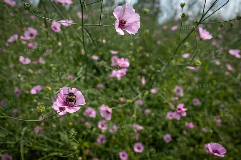 Pink wildflowers, bumblebee sitting on flower, Royal Botanic Gardens (Kew Gardens), UNESCO World Heritage Site, Kew, Greater London, England, Great Britain