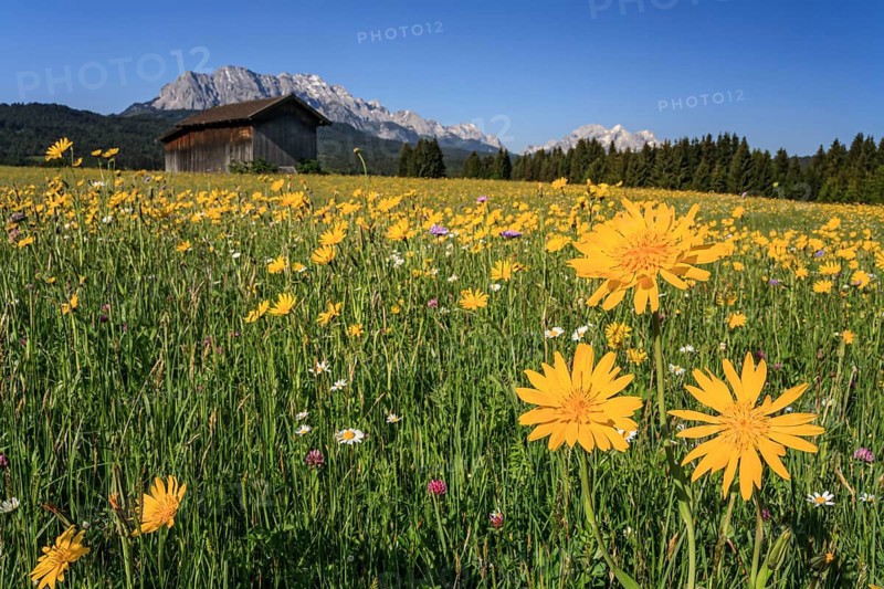 Flower meadow, mountain flowers, hut, sunny, spring, mountain landscape, hummocky meadows, behind Wetterstein mountains, Mittenwald, Bavaria, Germany, Europe