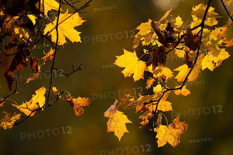 Plane tree, Oriental plane (Platanus orientalis), autumnal coloured leaves against the light, Rosensteinpark, Stuttgart, Baden-Württemberg, Germany, Europe