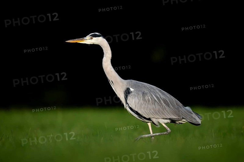 Grey heron (Ardea cinerea), animal portrait, Rosensteinpark, Stuttgart, Baden-Württemberg, Germany, Europe