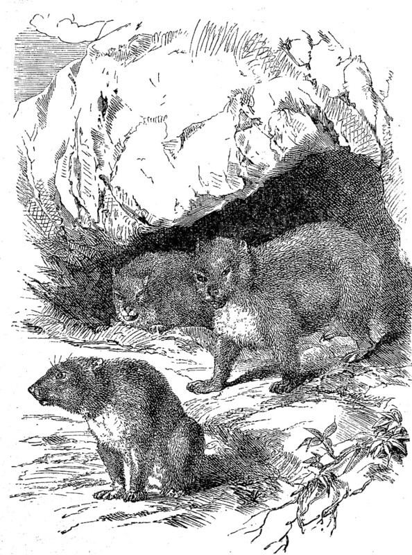 Klippschliefers, Procavia capensis, also known as Klippschliefers or Klippdachs, illustration from 1880, historical, digital reproduction of an original from the 19th century