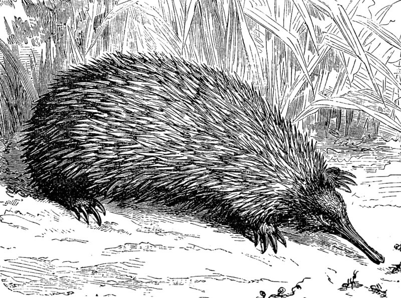 Short-beaked echidna, Tachyglossus aculeatus, illustration from 1885, historical, digital reproduction of an original from the 19th century