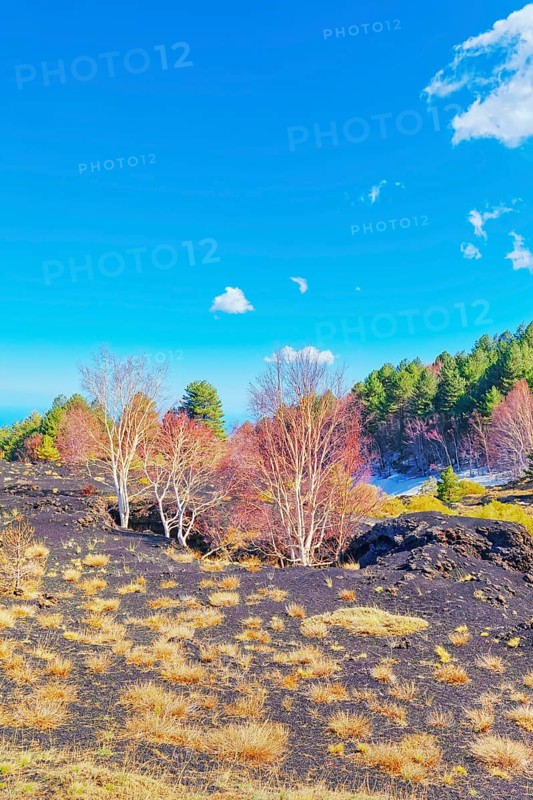 Birch trees (Betula aetnensis) sprouting and coming out of volcanic ground, Etna, Sicily, Italy, Europe