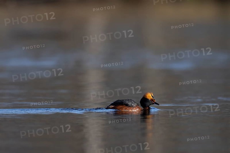 Common goldeneye (Bucephala clangula), Sweden, Europe