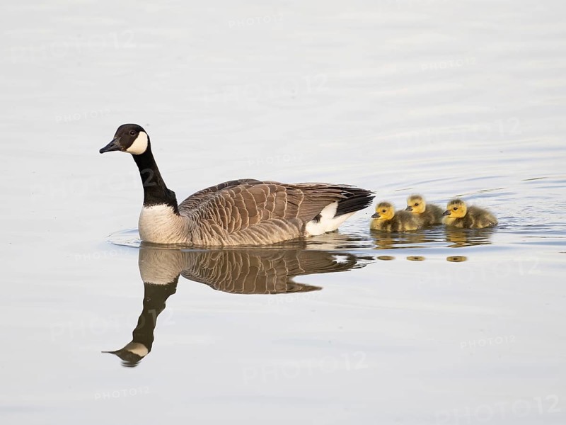 Canada Goose (Branta canadensis), female with three goslings swimming across lake, Hesse, Germany, Europe