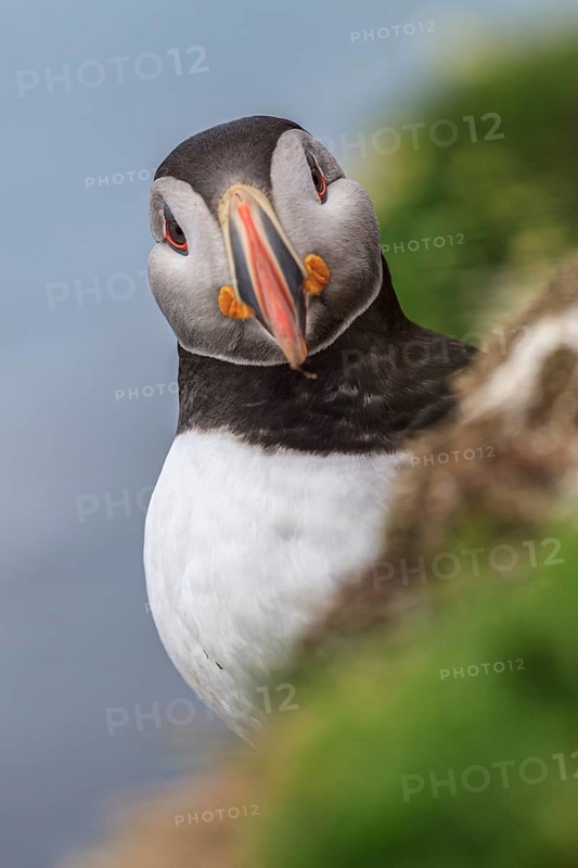 Puffin (Fratercula arctica) sitting on a cliff by the sea, frontal, portrait, summer, Latrabjarg, Westfjords, Iceland, Europe