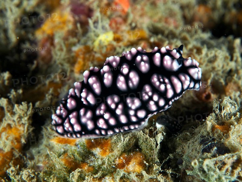 Black-pink nudibranch with striking pattern, pustule warty snail (Phyllidiella pustulosa), on underwater ground, dive site Gondol Reef, Gondol, Bali, Indonesia, Asia