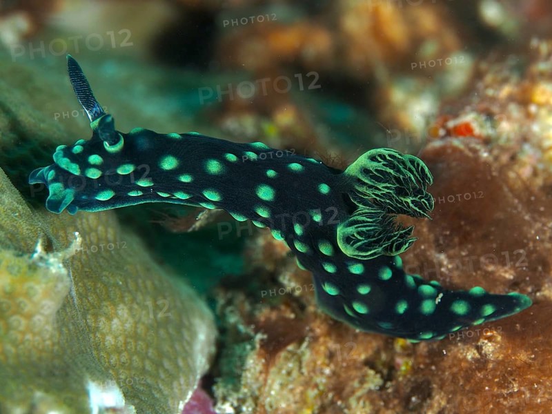 Green nudibranch with dots and bright green pattern, neon star snail (Nembrotha cristata), on corals, dive site Spice Reef, Penyapangan, Bali, Indonesia, Asia
