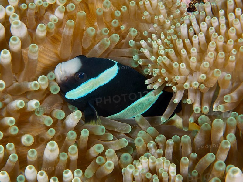 Black and white anemonefish, Clark's anemonefish (Amphiprion clarkii) melanistic, swimming in a sea anemone, dive site Toyapakeh, Nusa Ceningan, Nusa Penida, Bali, Indonesia, Asia