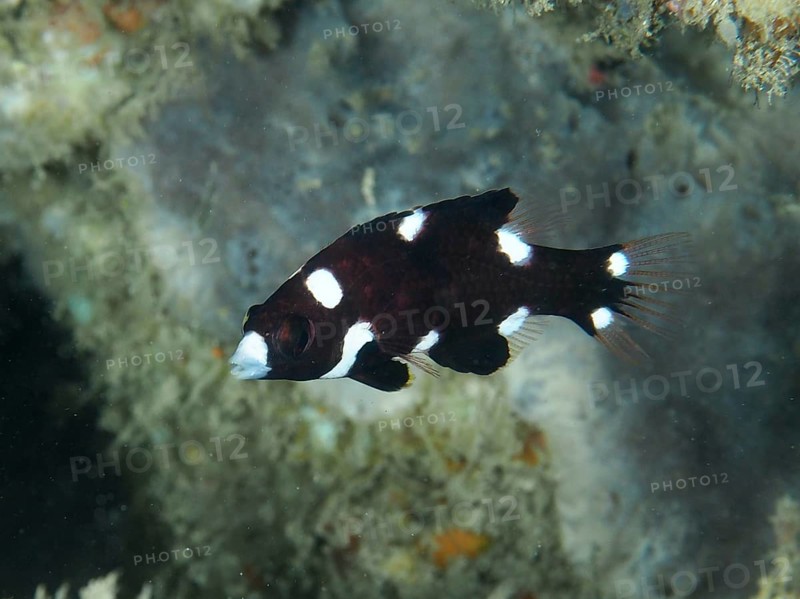 Black-and-white fish with spots, armpit pigmy wrasse (Bodianus axillaris) juvenile, swimming near a sea sponge under water, dive site Close Encounters, Permuteran, Bali, Indonesia, Asia