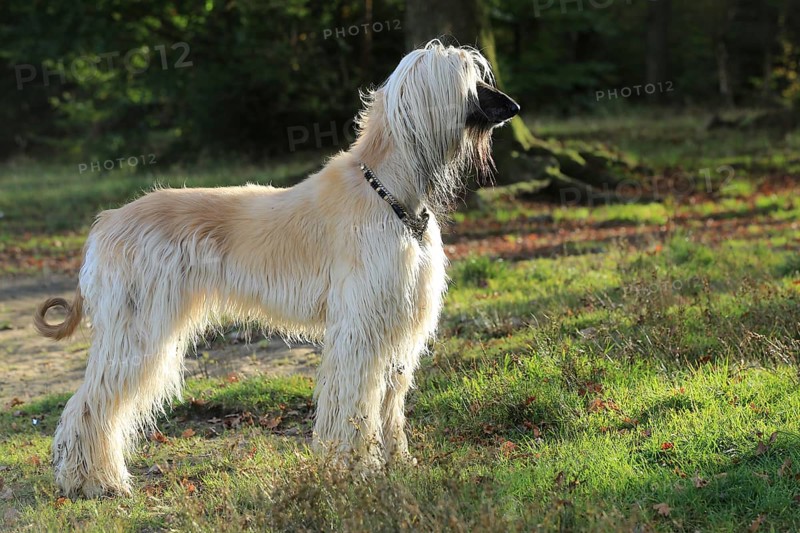 Afghan Hound, Afghan Greyhound, Sighthound