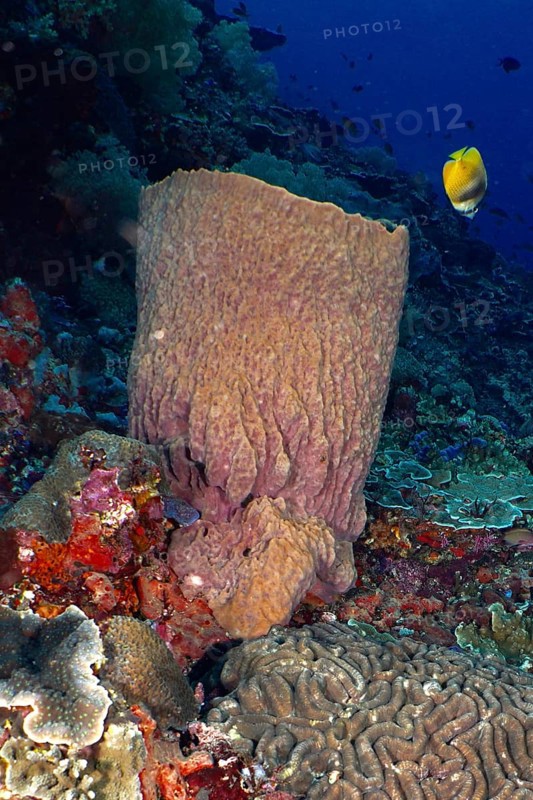 Barrel sponge, barrel sponge (Xestospongia testudinaria) with tropical fish, yellow butterflyfish, Sunburst Butterflyfish (Chaetodon kleinii), and corals in the underwater reef, dive site Toyapakeh, Nusa Ceningan, Nusa Penida, Bali, Indonesia, Asia