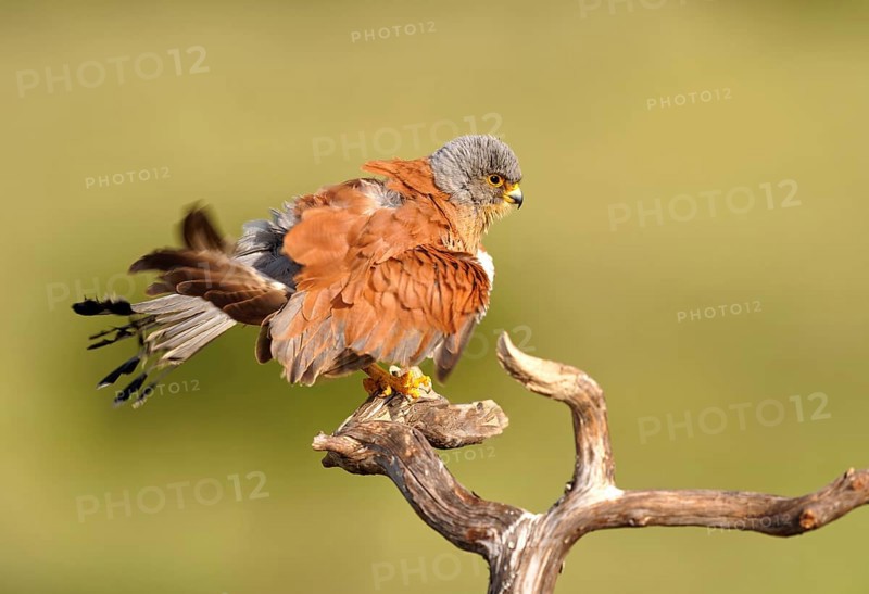 Male lesser kestrel (Falco naumanni), grooming, dry branch, Extremadura, Spain, Europe