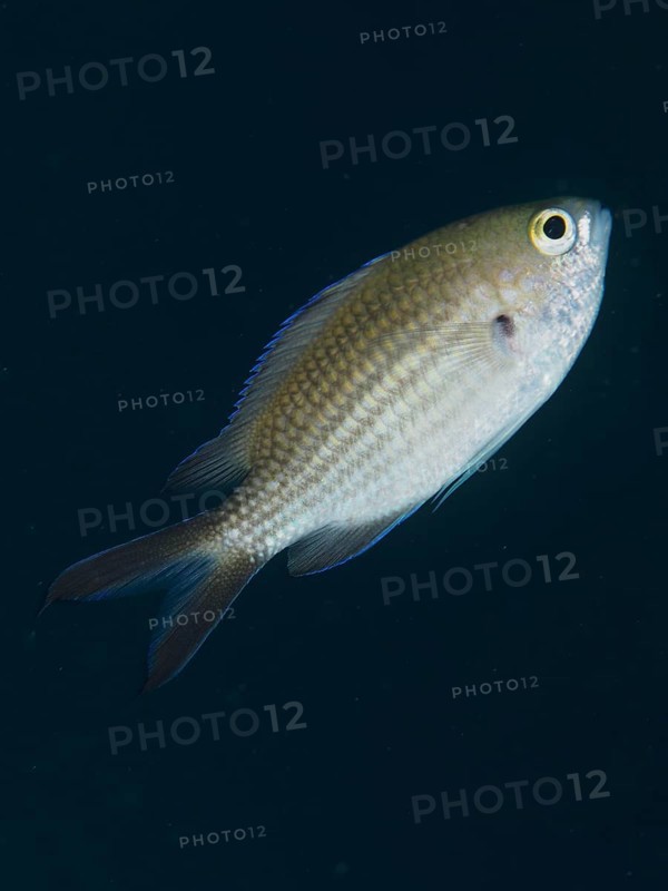 A single monkfish (Chromis chromis) swimming in the dark water, detailed scales clearly visible, dive site Les Grottes, Giens peninsula, Provence Alpes Côte d'Azur, France, Europe
