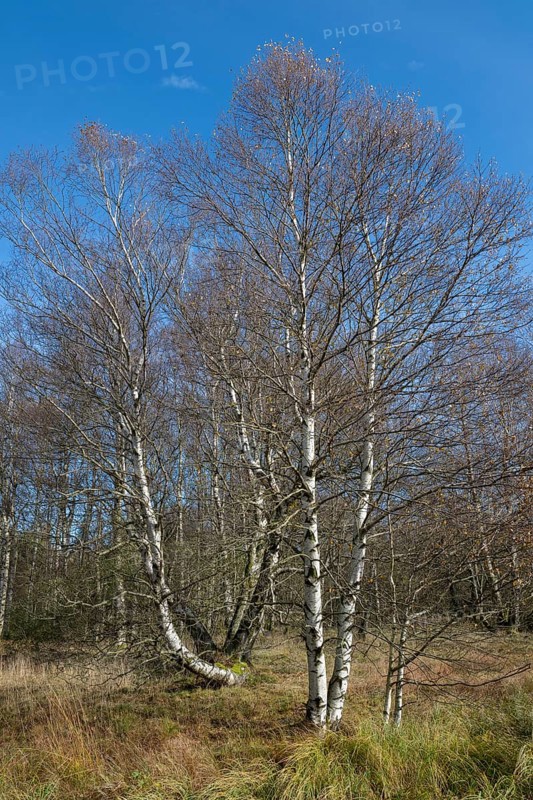 Bog birch (Betula pubescens), blue sky, Schwarzes Moor, near Fladungen, Bavarian Rhön Biosphere Reserve, Bavaria