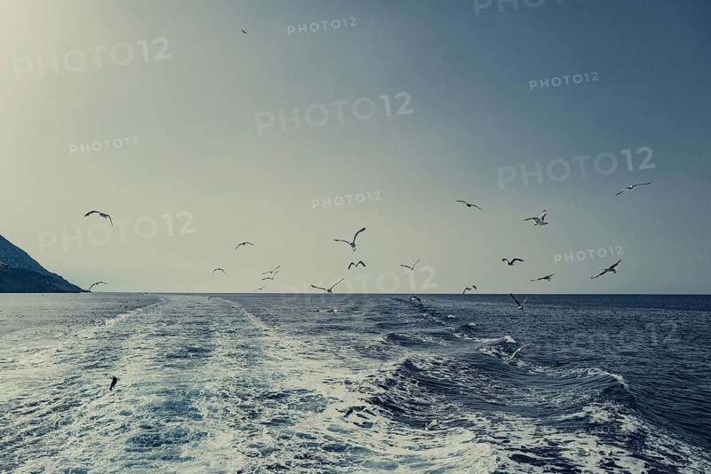 Seagulls off the coast of the Greek island of Skiathos, Greece, Europe